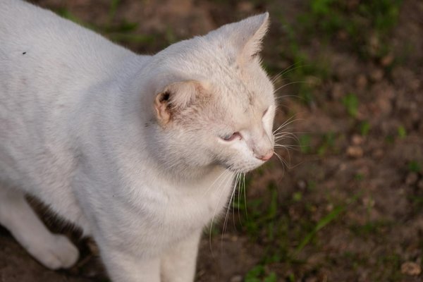 How Can UK Home Cooks Elevate Traditional Dishes with Modern Twists?